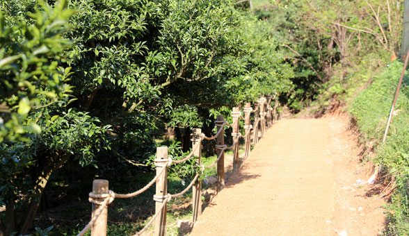 Yuja Garden