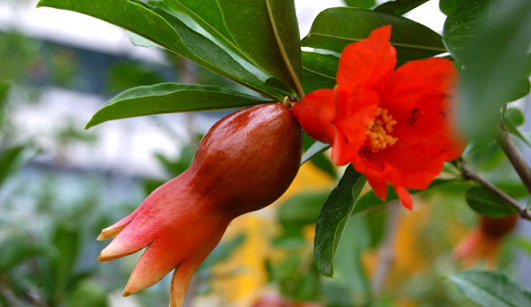 Pomegranate Farm