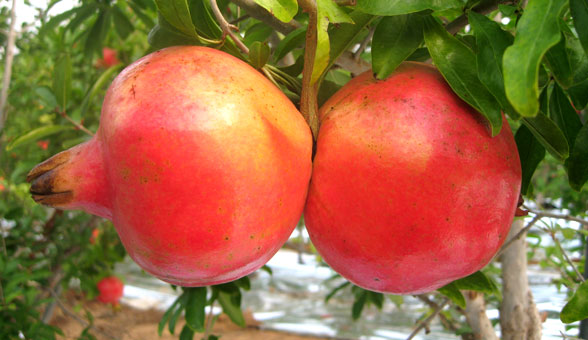 Pomegranate Farm